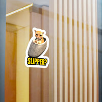 Slipper Kitten